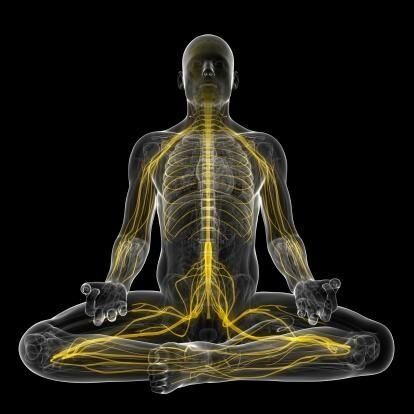 Buteykobreathing is designed to reduce hyperventilation and induce controlled hyperventilation, raising arterial CO2 levels triggering Bohr Effect a central phenomenon in cellular oxygen delivery.

When Co2 levels rise from (Controlled breathing pauses), the Bohr Effect enhances
