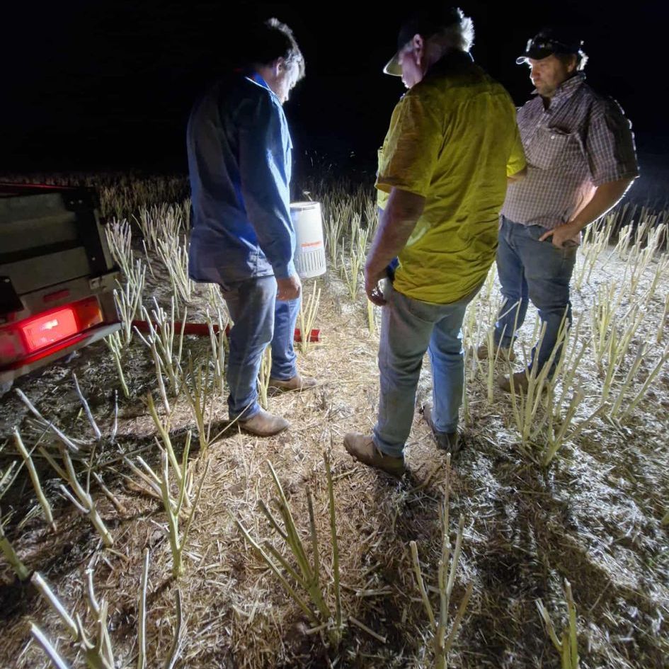 Primary Sales Aust. tweet media