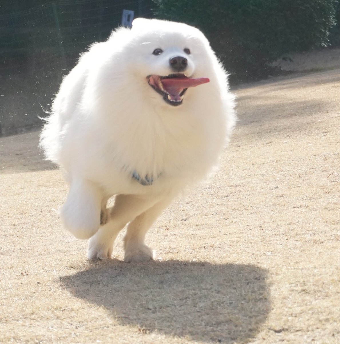 ドッグランが楽し過ぎて、舌がすごいことになってるサモエド
