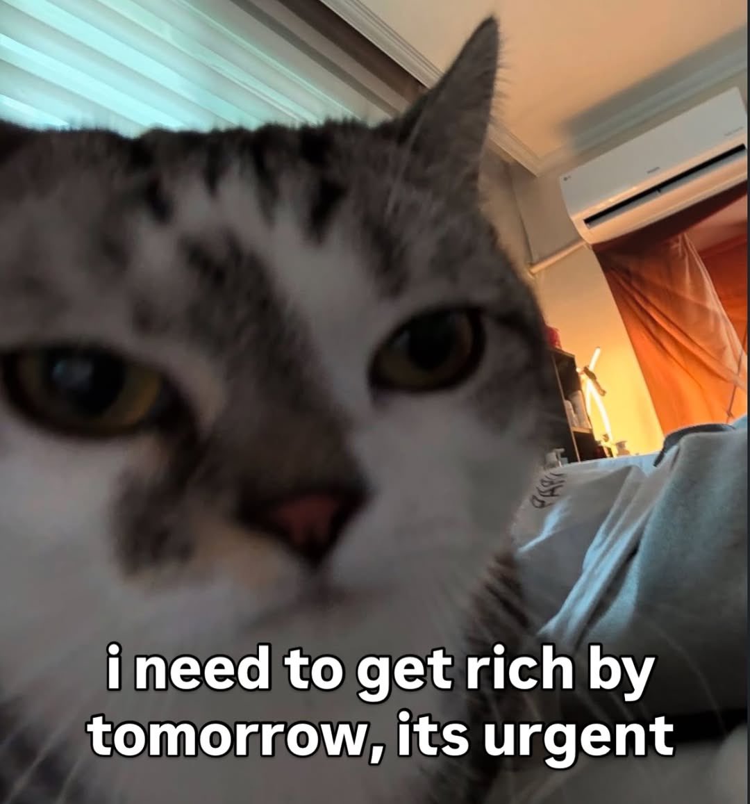 LiterallyMeCats (@literallymecats) on Twitter photo 