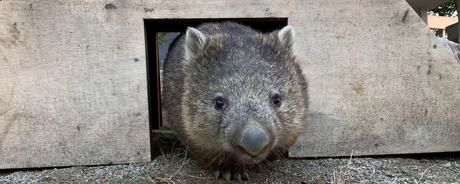 ウォンバット Lmaga.jp｜関西のニュースを発信 (@lmaga_jp) on X