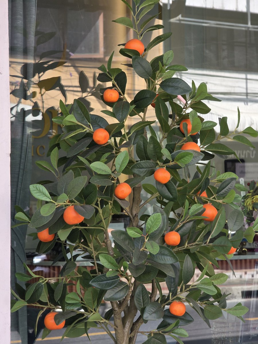 nunanajam's tweet image. ต้นส้มอยู่นี่แล้วโก๋ 1 โก๋ 2 อยู่ไหนนะ🍊🍊

#WhenOrangesFall
#Almondbabybigboy
#ProgressPassawish
#AlmondProgress
#ด้อมภภ #PSPW 

youtu.be/N98VpHoX_HA?si…