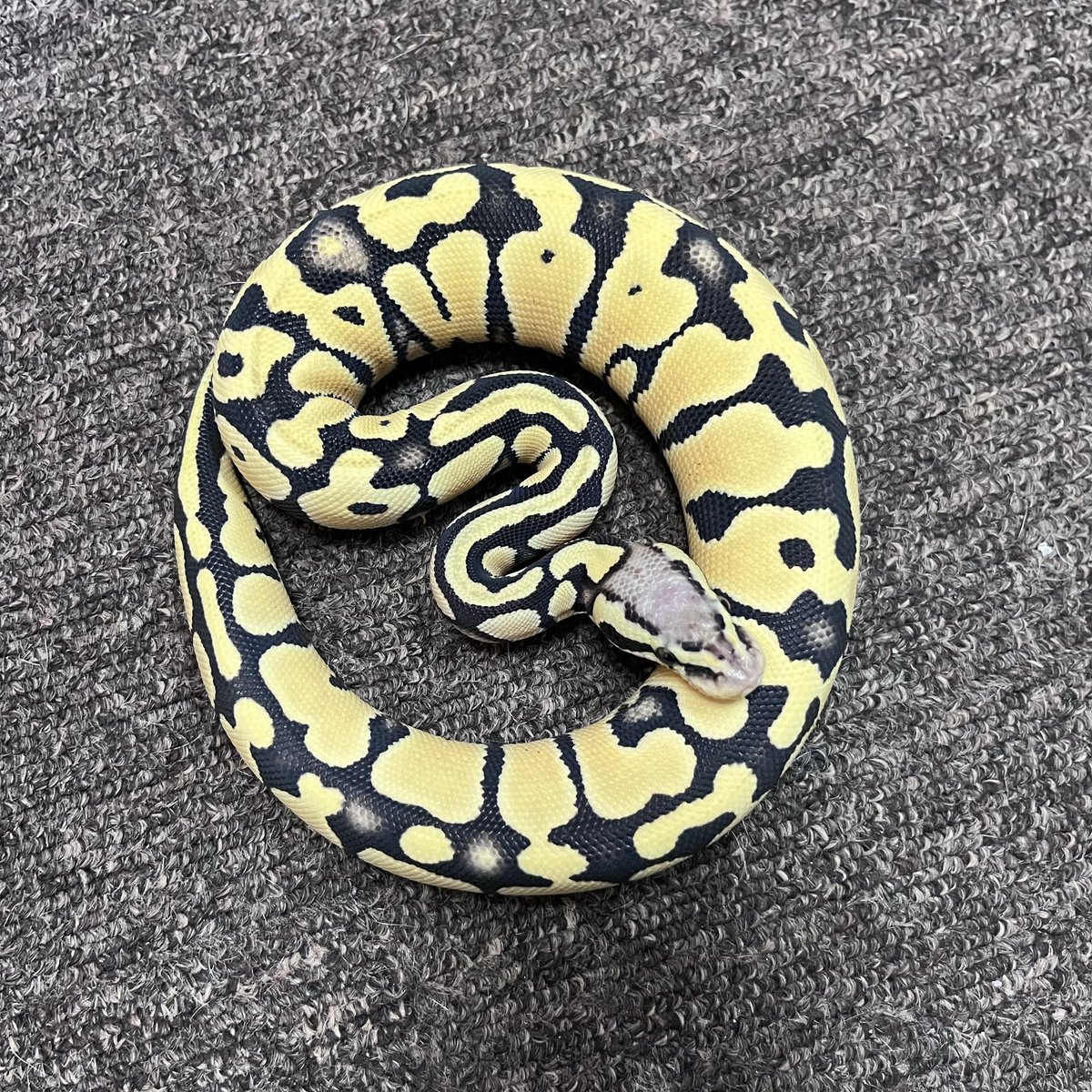 Ballpython_JP's tweet photo. 販売個体

パステル  デザートゴースト♀

D７２７・2025年CB

価格　44,000円（税込）

給餌が進みボリューム感が出て来ました、色上がり・色抜けも良い感じなので、次紹介する時は49500円にさせて頂く予定です

＊♂親=タイガーデザゴ

荒川区営業地での引き渡しと成ります

#ボールパイソン https://t.co/q8X2cB4b9D