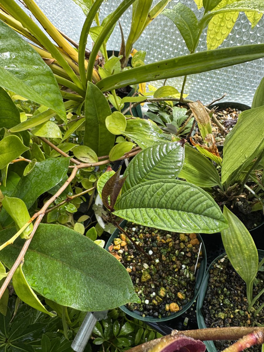 Syzygium jiewhoei   Timika, PNG
新葉展開がいい感じに....！
対生で葉が展開し始めてるのはありがたい。