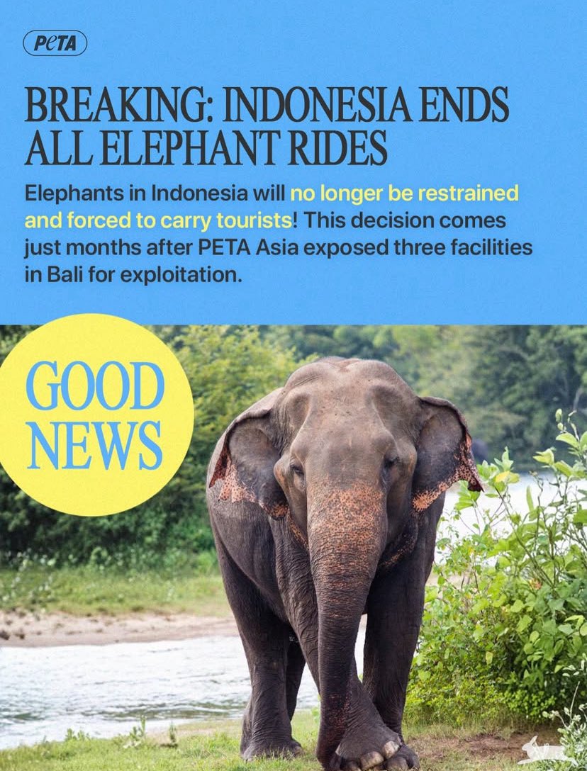 climateaidil's tweet image. Indonesia is banning elephant rides nationwide. This is one of the best news to happen so far!