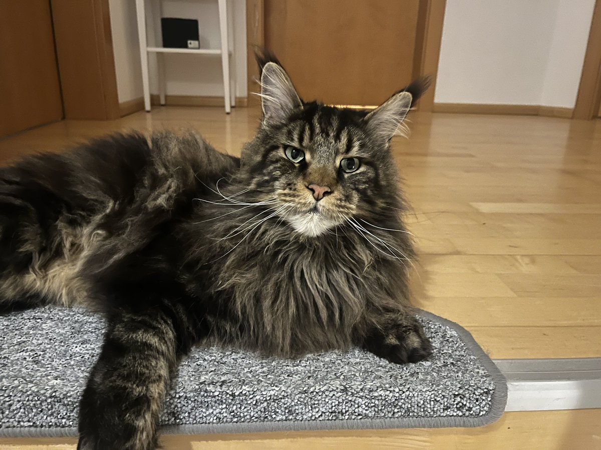 coding_jay's tweet image. Guten Morgen!