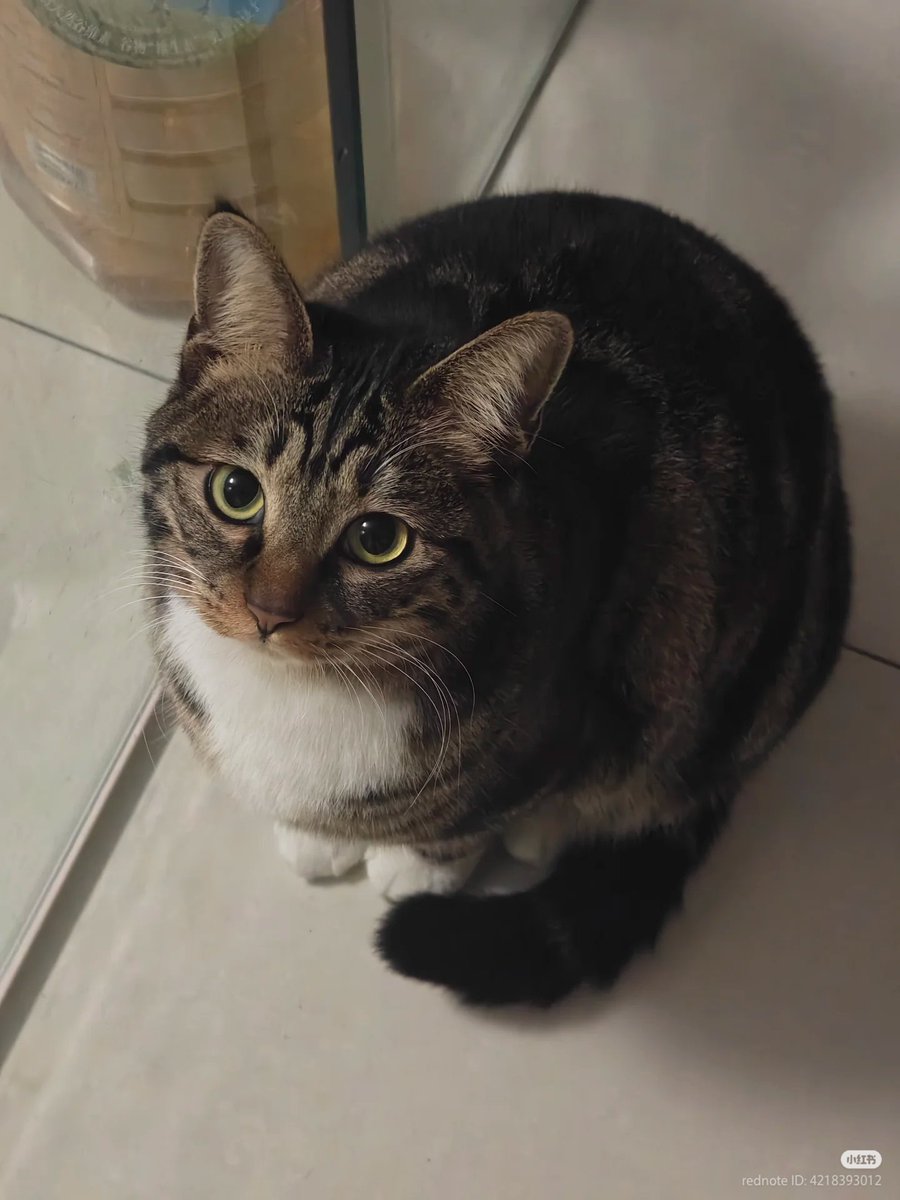 nocontextscats's tweet image. 🥺