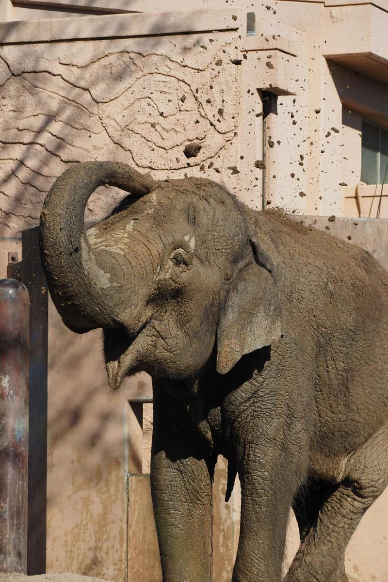 🐘ショウ🦒 (@shoanimalzoo) / Posts / X