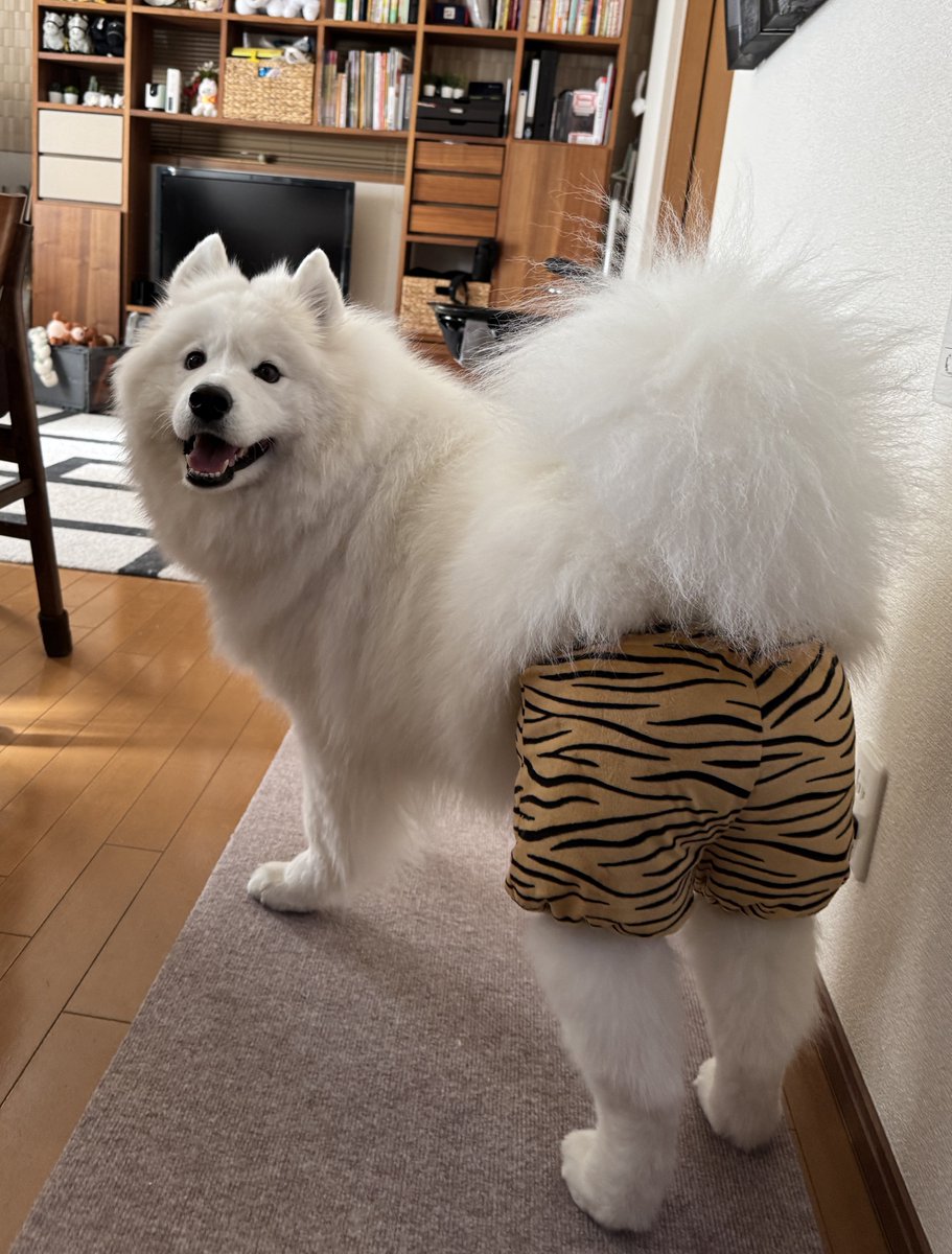 鬼のパンツをはいたサモエドは強いぞ‼️