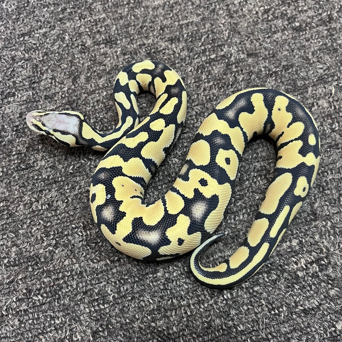 Ballpython_JP's tweet photo. 販売個体

パステル  デザートゴースト♀

D７３１・2025年CB

価格　49,500円（税込）

初紹介の個体です

黄色と黒のメリハリが有り、体側・背部の色抜けも良い感じ♪

＊♂親=パステルタイガーデザゴ

荒川区営業地での引き渡しと成ります

#ボールパイソン https://t.co/RWijspgSPf