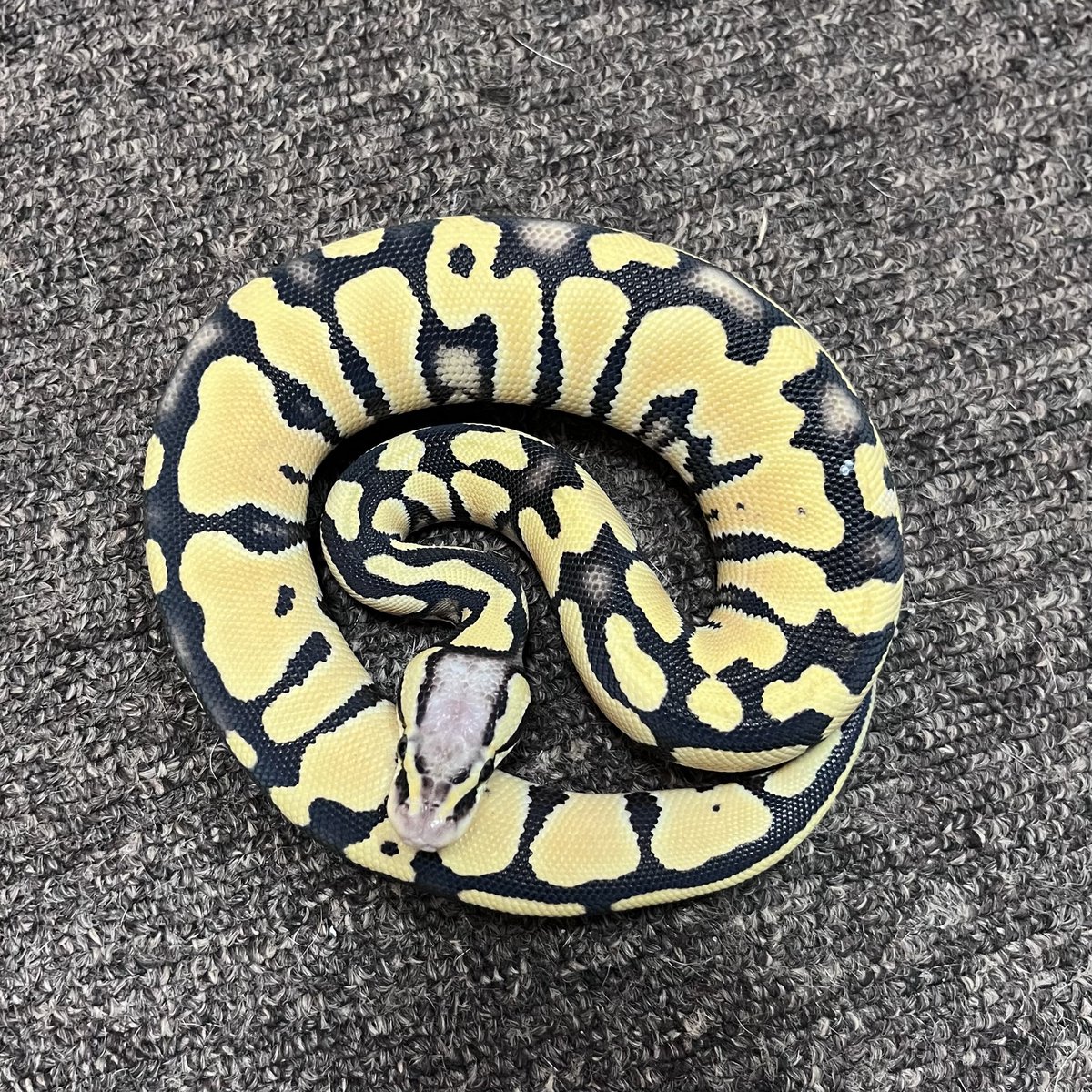 Ballpython_JP's tweet photo. 販売個体

パステル  デザートゴースト♀

D７３１・2025年CB

価格　49,500円（税込）

初紹介の個体です

黄色と黒のメリハリが有り、体側・背部の色抜けも良い感じ♪

＊♂親=パステルタイガーデザゴ

荒川区営業地での引き渡しと成ります

#ボールパイソン https://t.co/RWijspgSPf