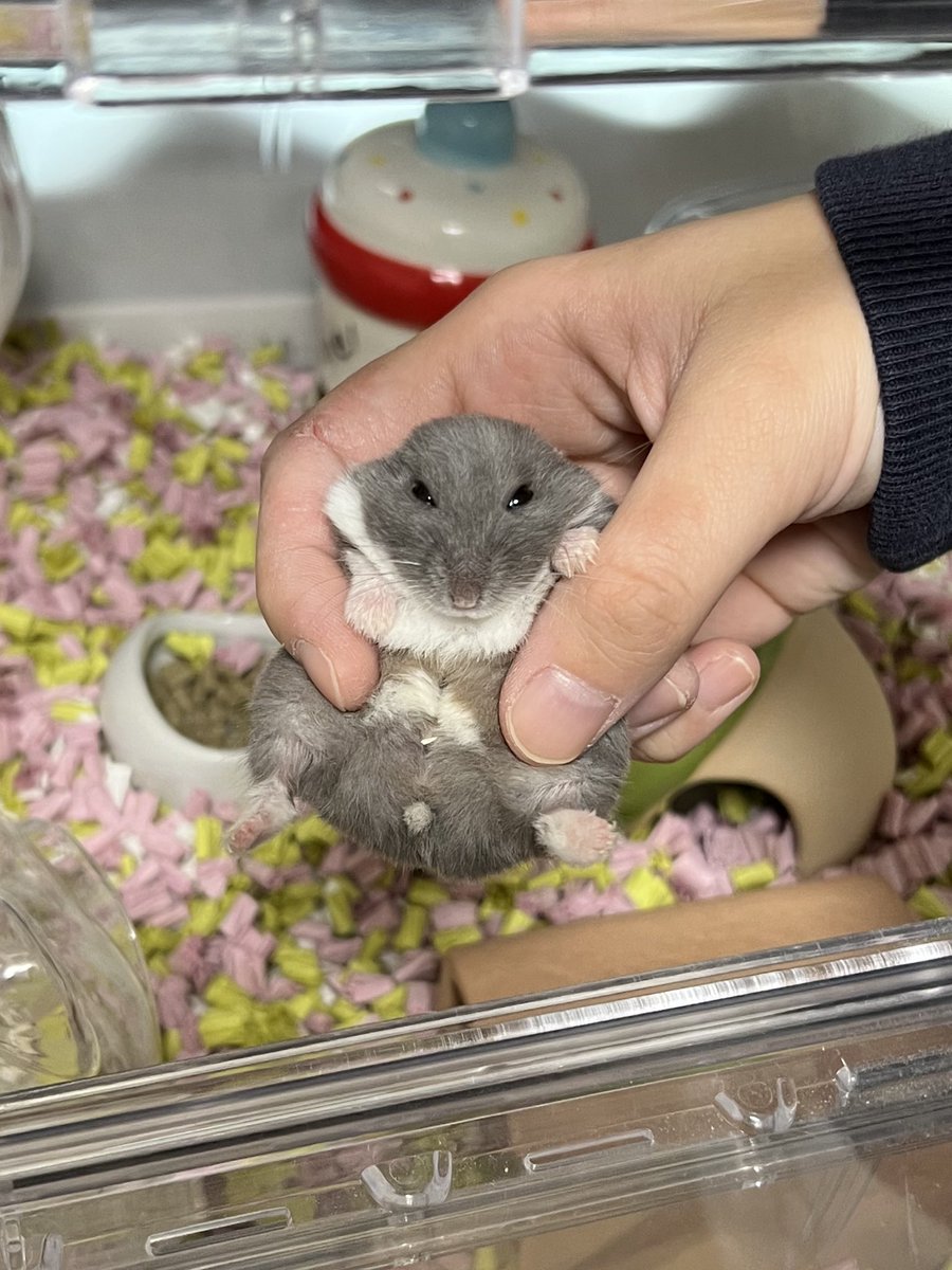 ハムスターの画像貼り付け場 Community on X - 7.0K Members