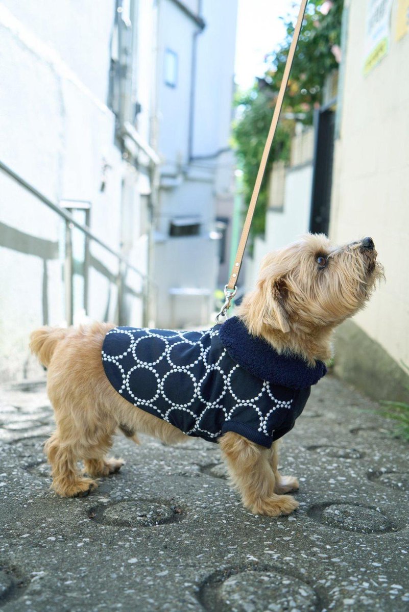 新着】ミナ ペルホネンが犬用アイテムを発売、コットンジャカード素材