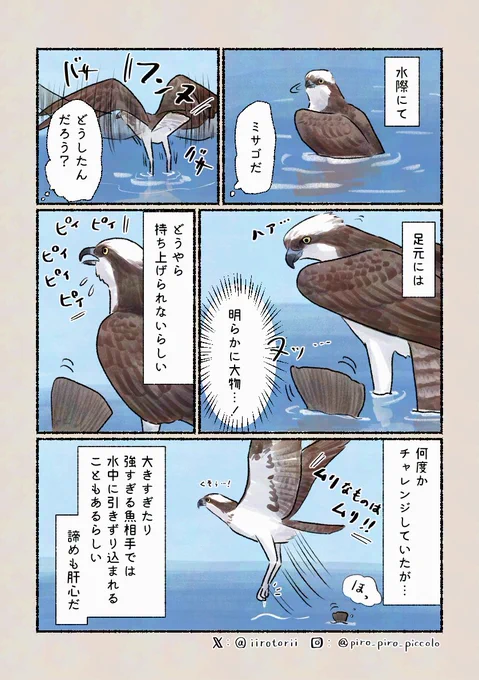 「実は命がけ?」
漁師さんが捕った魚の背中にミサゴの爪や骨がついていたという話があるらしい… 