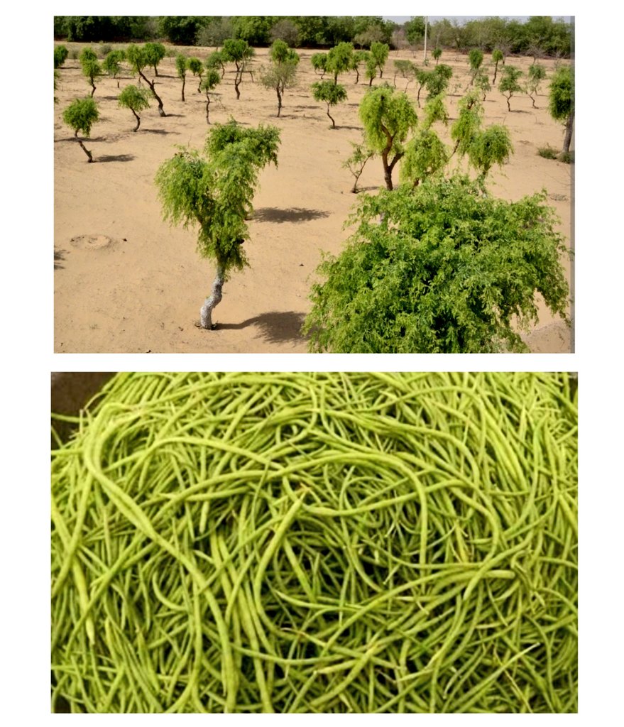 खेजड़ी — हमारी साँसों की साथी, हमारी धरती की शान।
पेड़ काटने वालों से इतिहास कमज़ोर नहीं होता,
बल्कि जो इसे बचाते हैं, उनका इतिहास हमेशा बड़ा होता है।
#खेजड़ी_बचाओ_महापड़ाव
<a href="/PMOIndia/">PMO India</a> <a href="/RajCMO/">CMO Rajasthan</a>