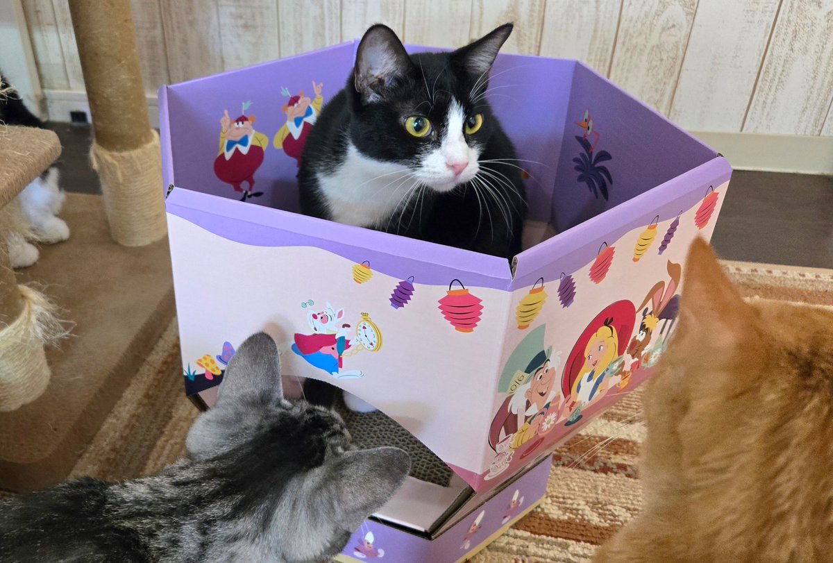 にゃん太郎 (@nyannyan__taro) / Posts / X