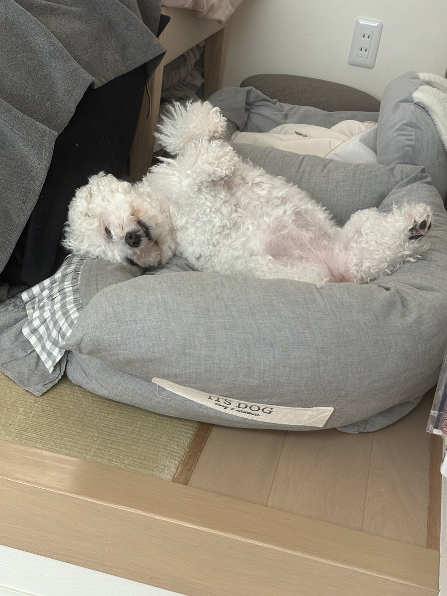 いぬが落ちてる人生素晴らしい