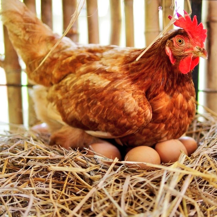 "Pel febrer, crits de lloca i bons ous al galliner".

"Pel febrer neix el bon corder".

"Pel febrer, bodes de gats i marrameus pels teulats".

"Pel febrer, Carnestoltes ve".

"Si plou pel febrer, tot l'any va bé".

"Si vols encertar-ho bé, casa't el trenta de febrer".