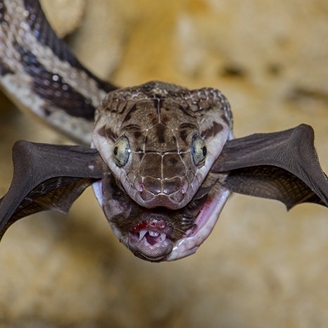 wingmorebat tweet picture