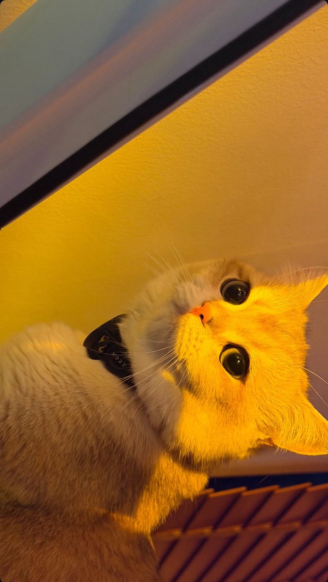 IGs update [02022026] Happy meal 🐈

#BuildJakapan <a href="/JakeB4rever/">BIU.</a> 
#Beyourluve