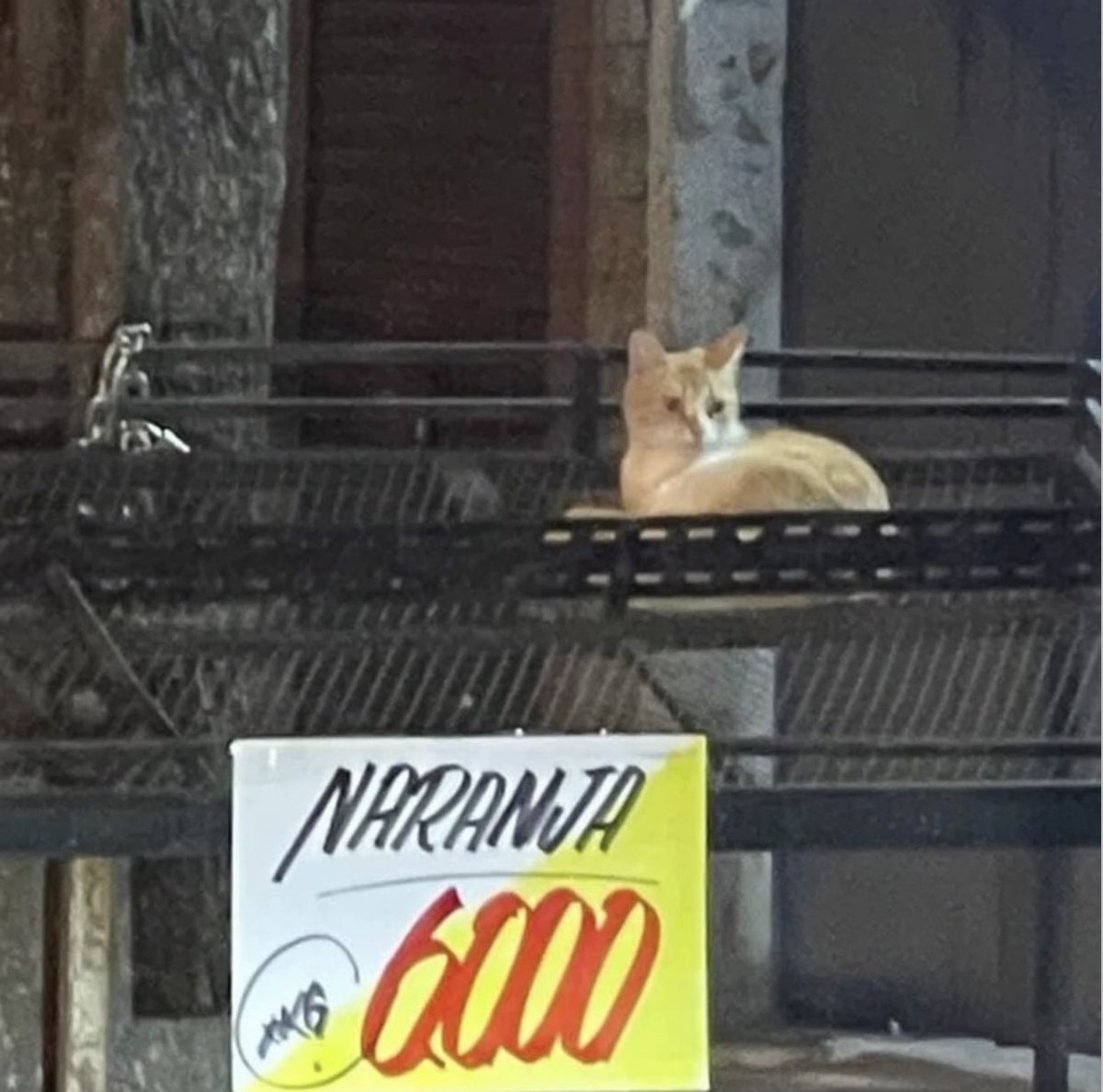 gatos fazendo gatices (@gatinarios) on Twitter photo 