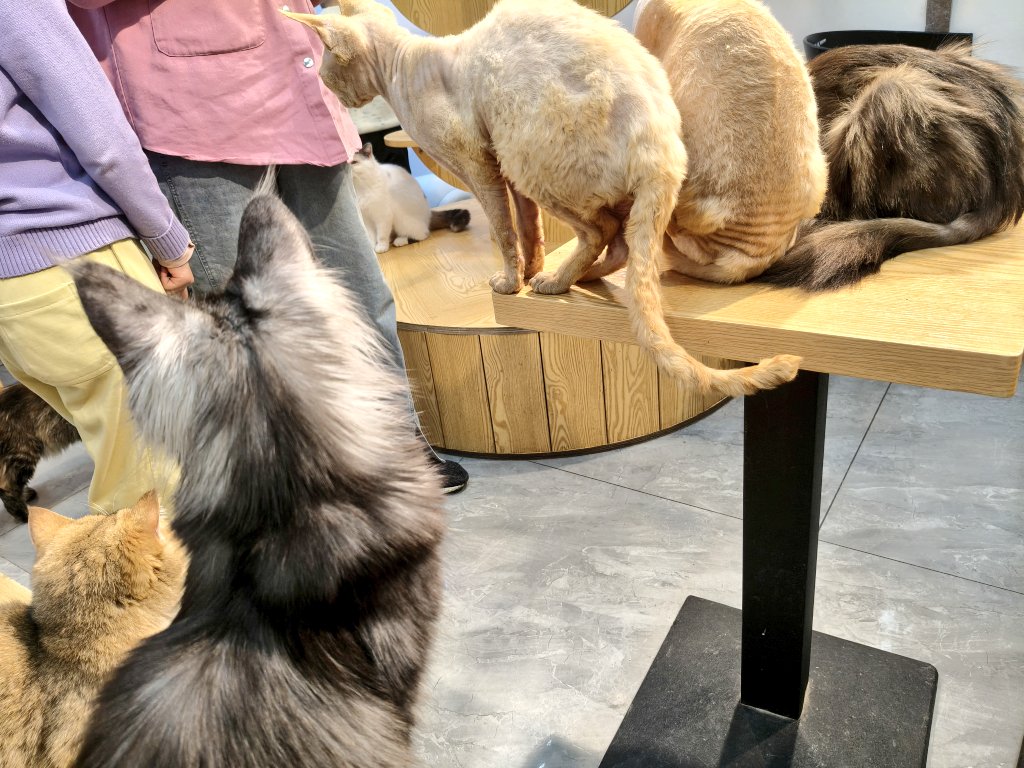 uyukiHaruka's tweet photo. healed by cats and pape 
(((๑´ㅂ`) ʬʬʬ😚🙌😺🎫
#デボネみる https://t.co/DkuQSUIOWm