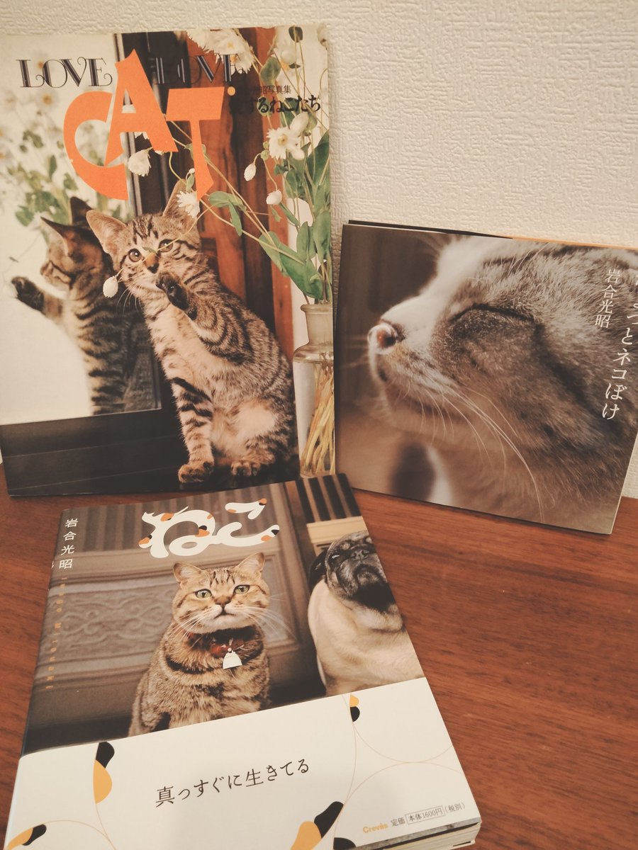 本日の入荷本📚️岩合光昭さんの猫の写真集3冊！1978年『LoveCAT 愛するねこたち』、2005年『ちょっとネコぼけ』、2010年『ねこ』☕#ブックカフェ #古本屋 #コリアタウン #岩合光昭