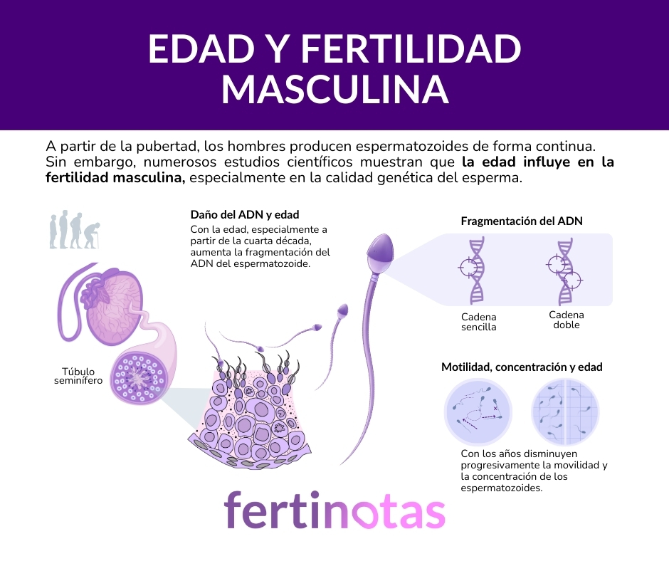 Durante años se ha repetido que los hombres no tienen reloj biológico. 
La ciencia actual matiza: la fertilidad masculina no se apaga de golpe, pero sí cambia con el tiempo, sobre todo en la calidad del esperma.

fertinotas.com/edad-hombre-fe…
#FertilidadMasculina #EdadPaterna