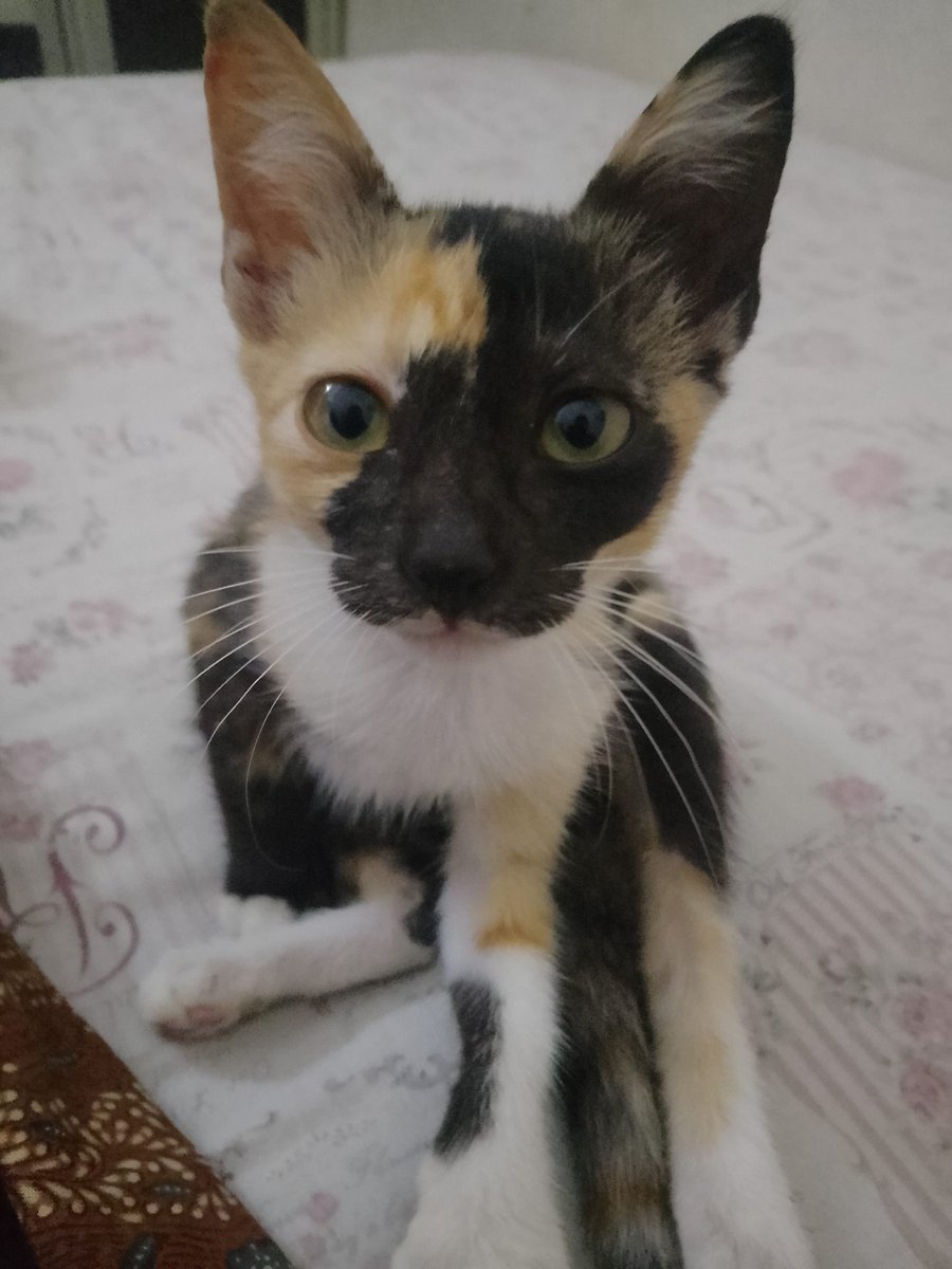 Meow 😺

#cats #cute