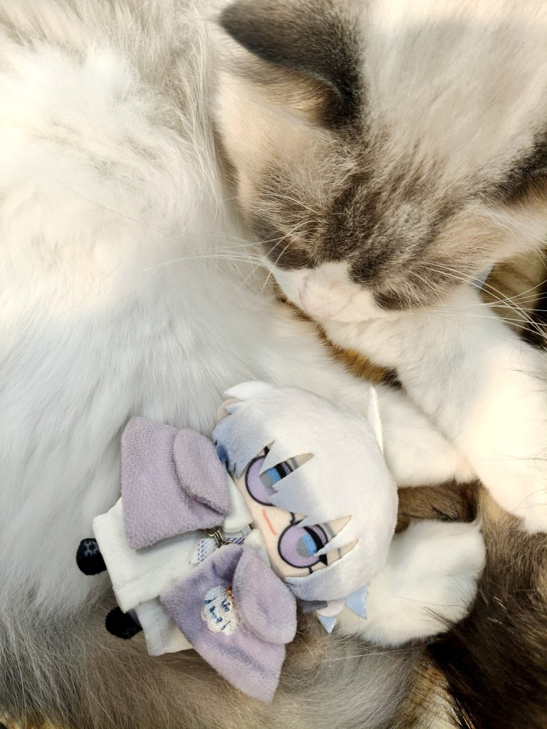 uyukiHaruka's tweet photo. healed by cats and pape 
(((๑´ㅂ`) ʬʬʬ😚🙌😺🎫
#デボネみる https://t.co/DkuQSUIOWm