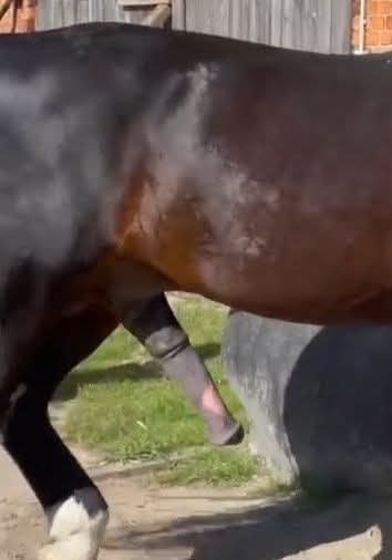 جاوید او شازیه کپل کوهات نه tweet media