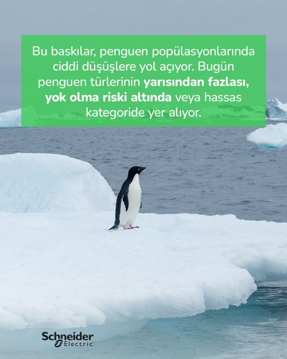 🐧 Penguenler, okyanus ekosisteminin sağlığını yansıtan en önemli gösterge türlerden biridir.

Popülasyonlarındaki azalma, yalnızca tek bir türün değil; deniz ekosisteminin tamamının ciddi baskı altında olduğuna (cont) spr.ly/l/6013hGGRB
