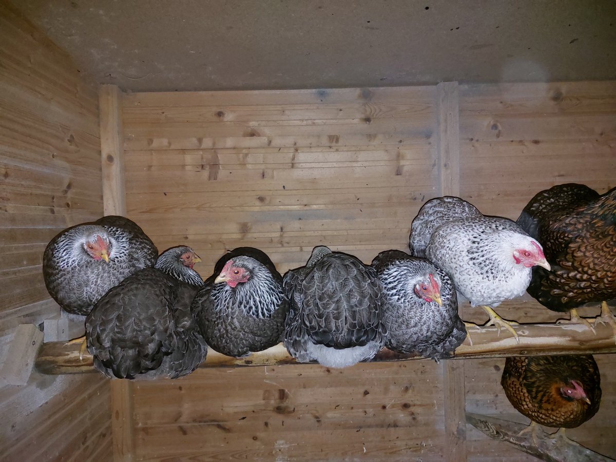 ramon_wilhelm's tweet image. Good morning from my mom's lucky clucky chickens! 🐔

#chickens #chicken #cluck