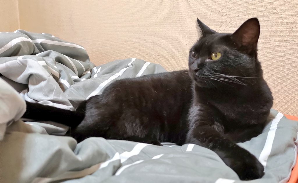 ポメ@ぽめ (@pome777) / Posts / X