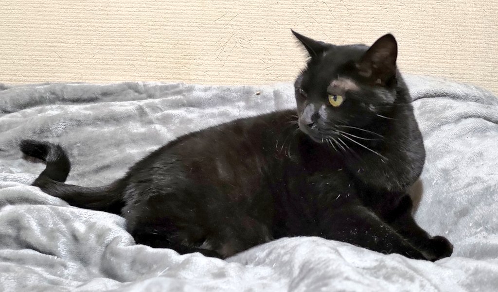 ポメ@ぽめ (@pome777) / Posts / X