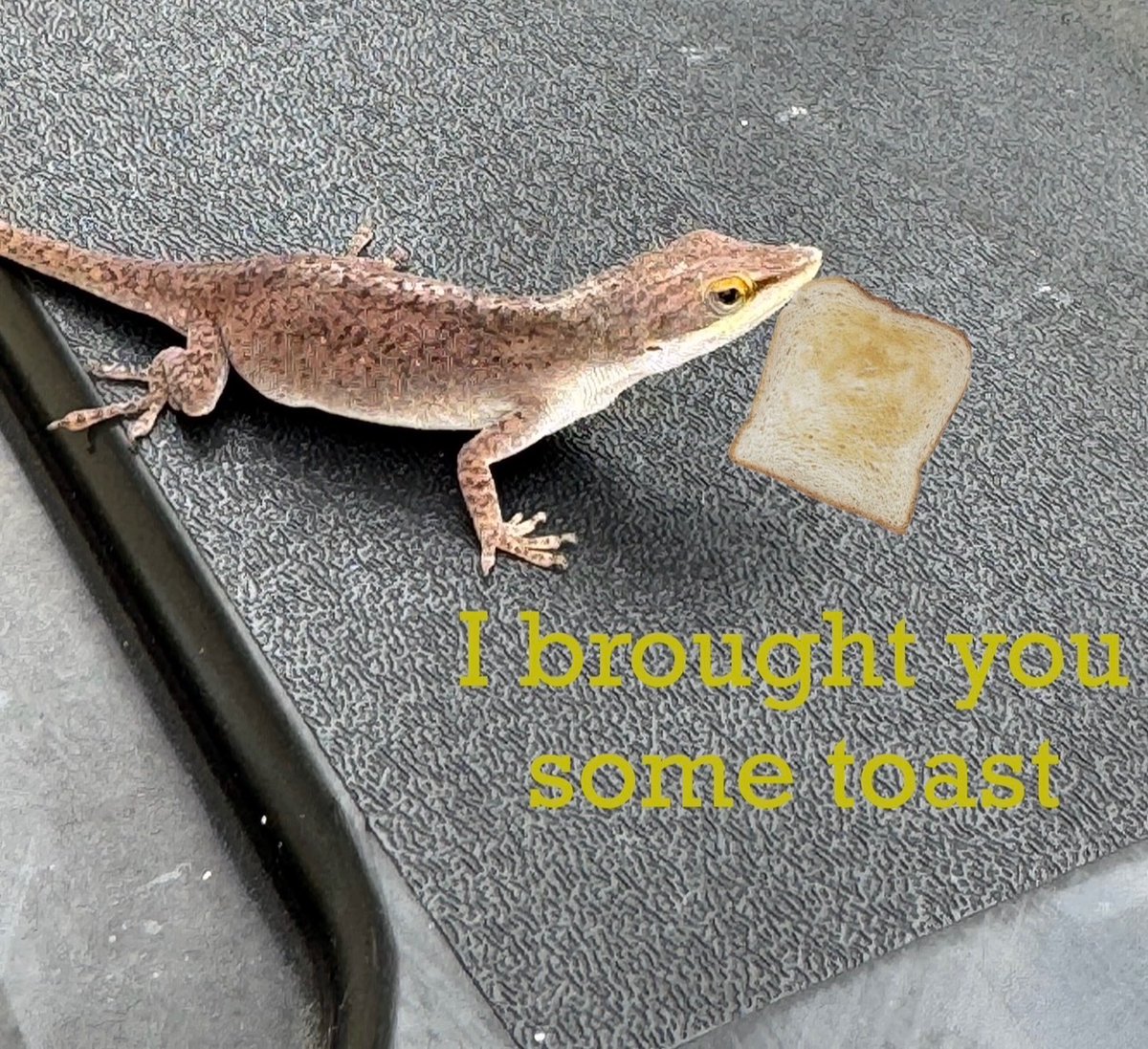 katesmeg's tweet photo. @SUEtheTrex This lizard from Alabama, gift toast included if you’re into that. https://t.co/McDHQHu36y