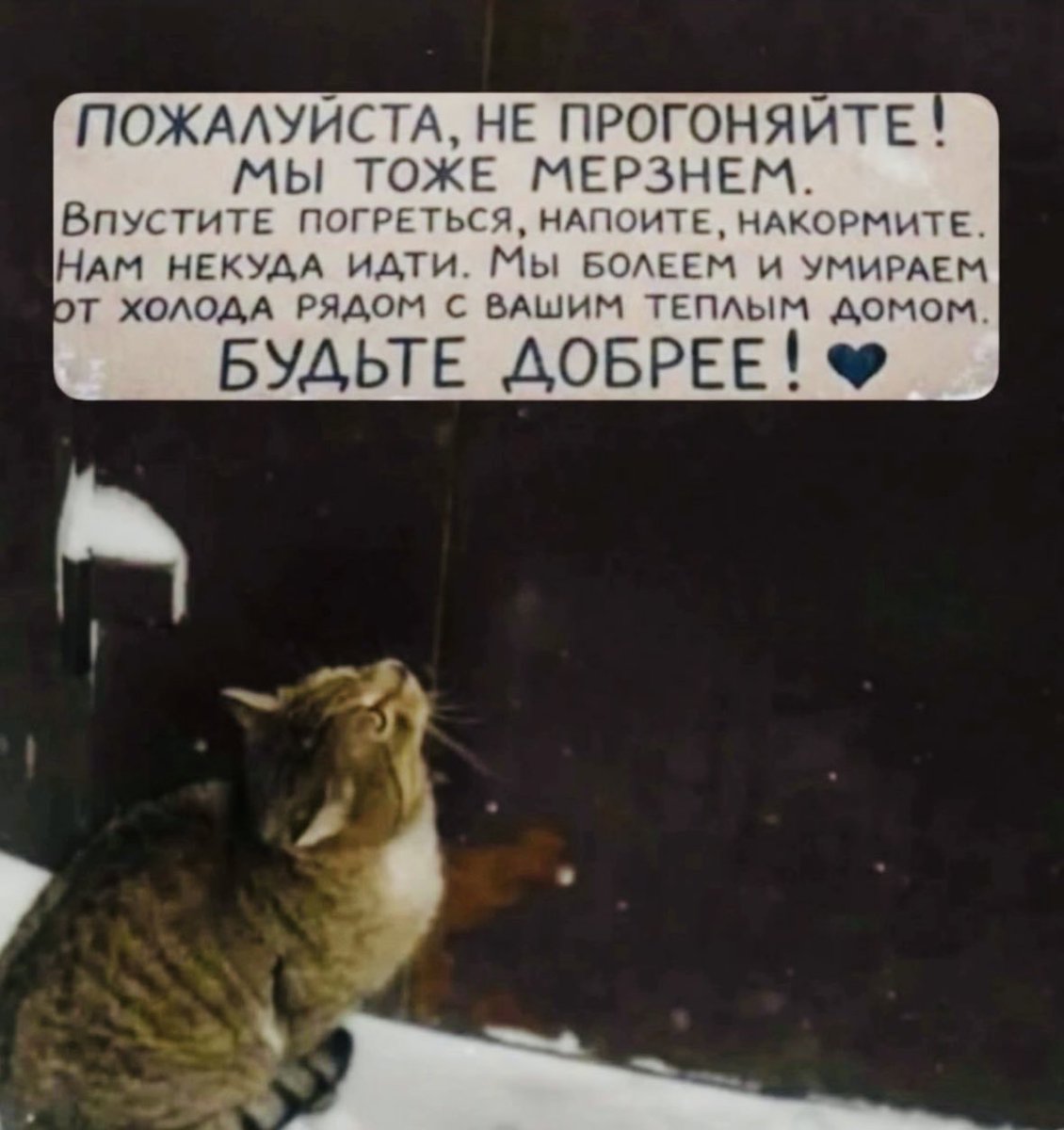 Да, наш подвал – не бизнес-класс.
Не можем передать словами,
Но тоже мерзнем. Вместе с вами.
Друзья, не прогоняйте нас!..