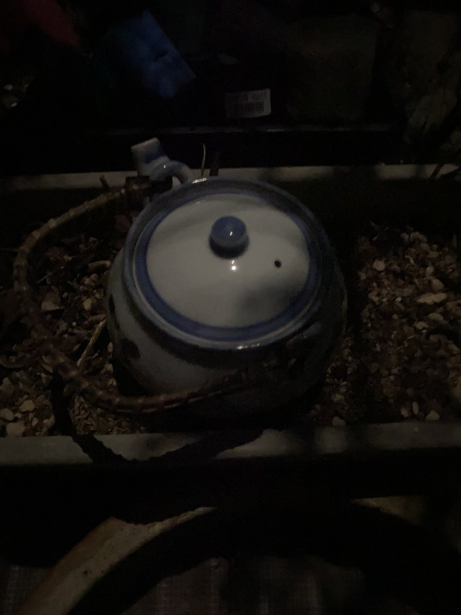 昨日の真夜中、満月。
庭のものが全てが静かだけど活発🌕