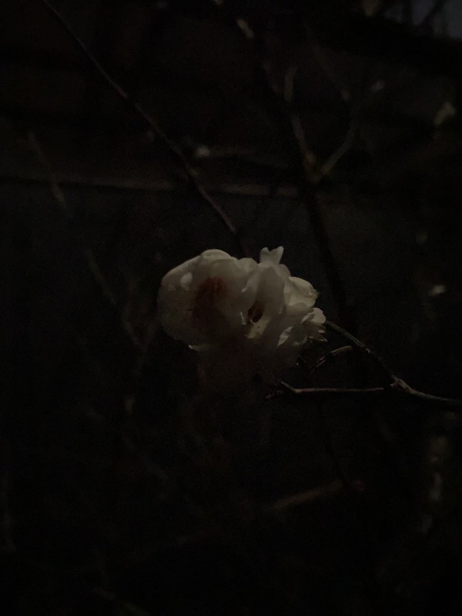 虎屋の羊羹「夜の梅」を食べる時は、できるだけ脳内に夜の梅を思い浮かべて食べるようにしてる。
虎屋のは、もっと月が暗い時に見た梅なのかも。