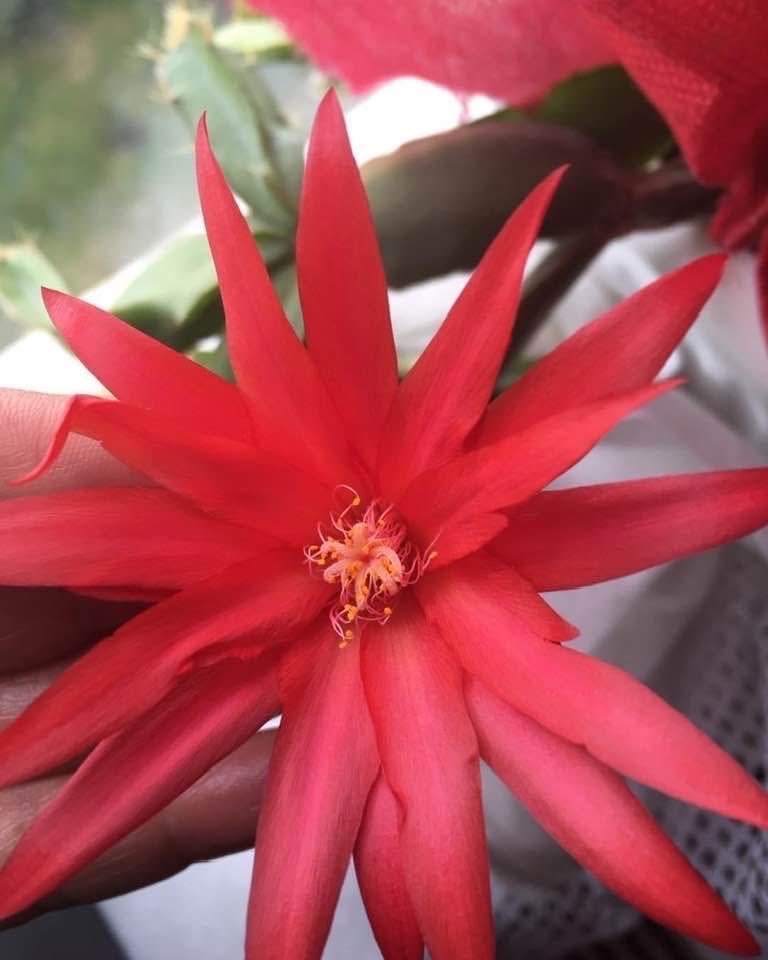 Hepimizin gönlündeki tüm duaların kabul olması ve tüm insanlığa barış, kardeşlik, sağlık, mutluluk, huzur getirmesi dileğiyle Berat kandilimizi kutlarım.

Hayırlı Kandiller.