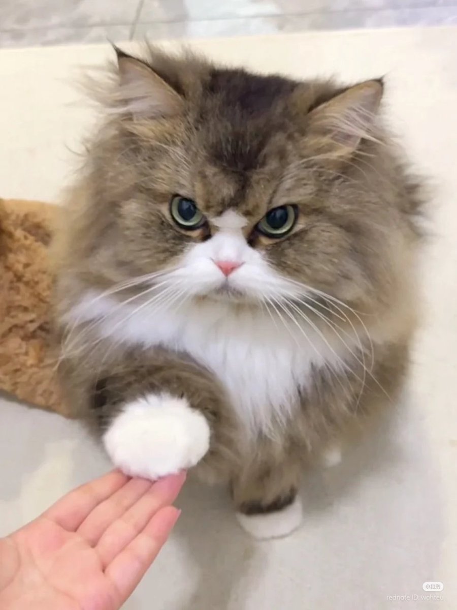 nocontextscats's tweet image. Your meowjesty