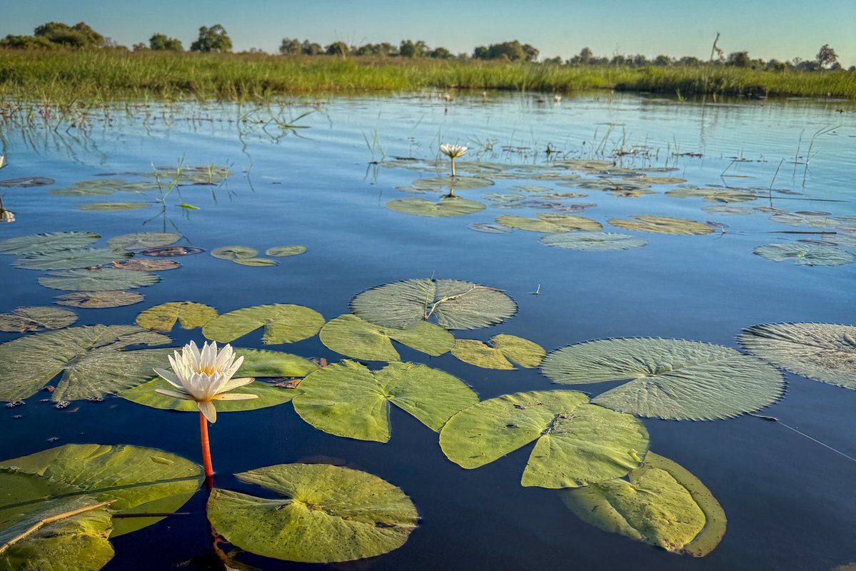 #世界湿地の日 
#WorldWetlandsDay2026 
1. Essequibo river, Guyana
2. Wetland in East Hokkaido, Japan
3. Brackish river in Kalimantan, Indonesia
4. Okavango delta, Botswana