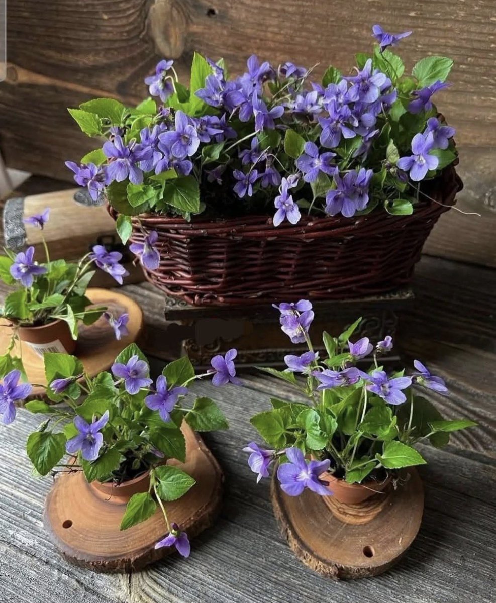 fleurlarebelle's tweet image. Bonjour février...
La violette est la fleur emblématique du mois de février.
Elle est connue pour sa discrétion, sa douceur et son parfum délicat.
Joli début de mois... .