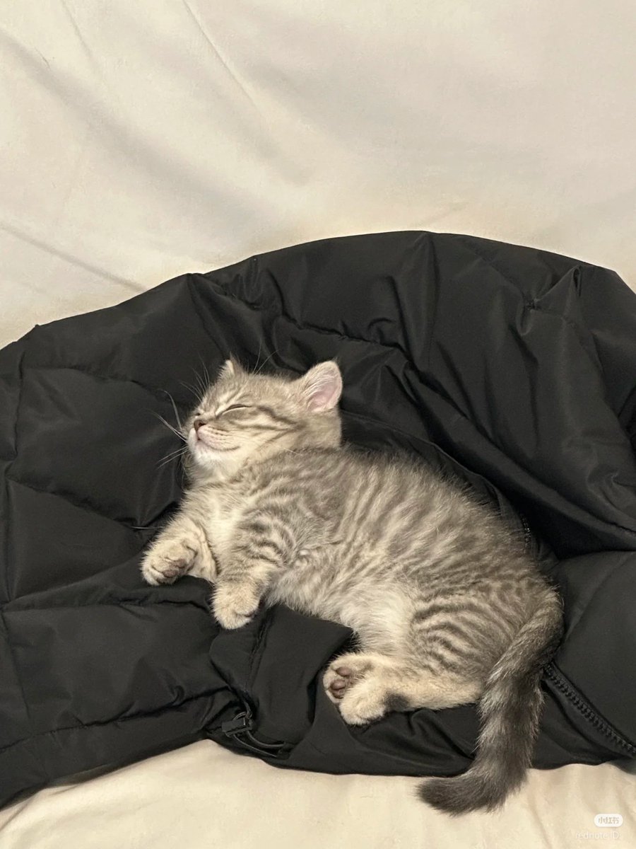 nocontextscats's tweet image. 😴