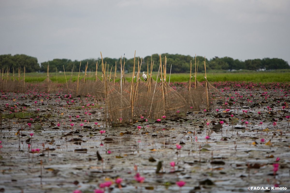 FAO Director-General QU Dongyu tweet media