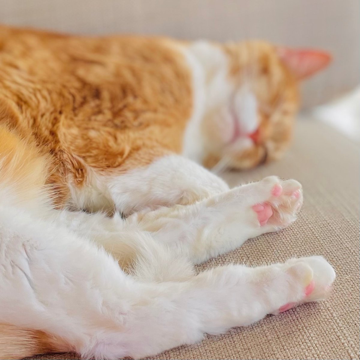 Familia Gatti - Gatitos Aventureros de Gattilandia tweet media