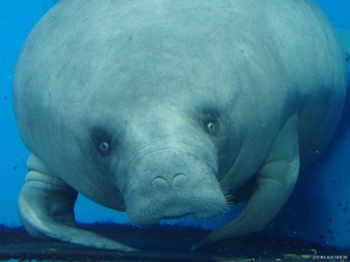 TOBA_AQUARIUM's tweet photo. みらいの体こすり事情: アフリカマナティーの「みらい」は体こすりにひと癖あり。 それは、とことん汚れをためてしまう事です。 いつもは汚れがひどくなる前に底の擬岩などに体を擦って、背中や尾びれをキレイに磨いているのですが、ごく稀に体の汚れをためて https://t.co/9g7BCgMCGb https://t.co/4hpmiwmiy3