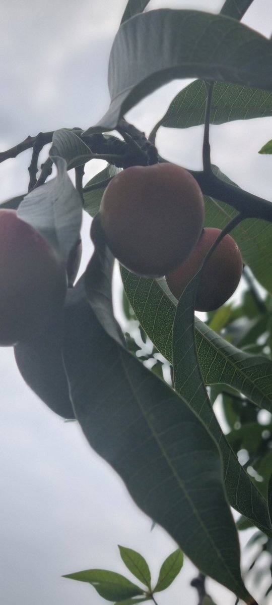 andrew_mug69931's tweet image. Morning my top G's. 
May you all have a fruitful day.