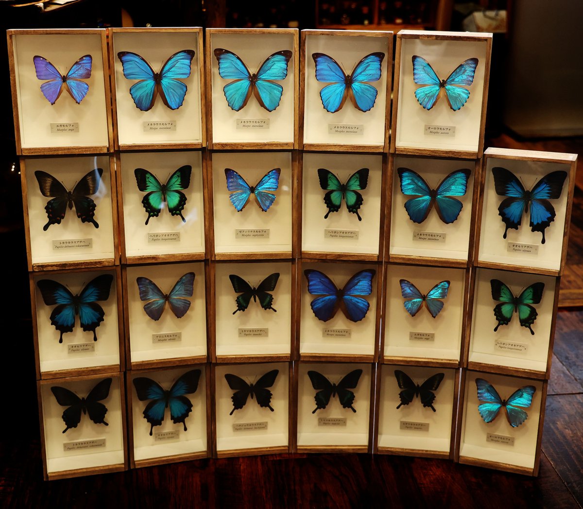 モルフォ蝶やアゲハ蝶の標本いろいろ、新着しました🦋
