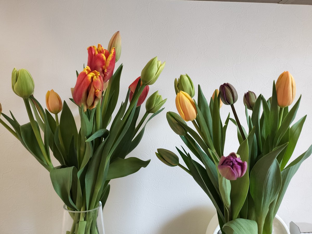 チューリップ様•*¨*•.¸♬︎ よねだ農園さん@yonedanouenのチューリップを注文して届きました